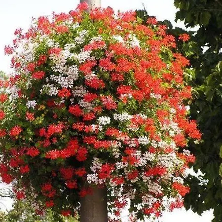 Apartament Crystal F