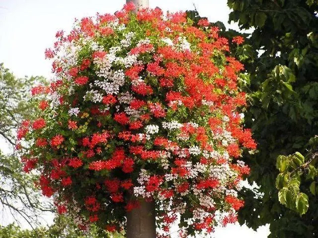 Apartamento Crystal F